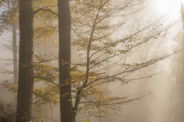 arbres d'automne dans la brume traversée par le soleil