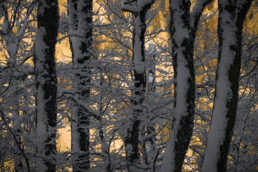 troncs recouverts de neige sur un fond ensoleillé