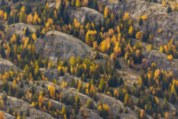 Motifs de mélèzes et sapins sur un sol rocheux