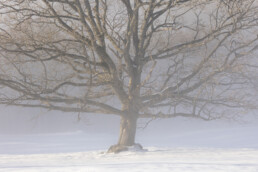 Arbre sans feuilles dans la brume