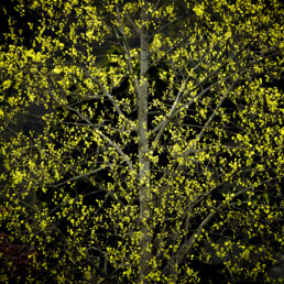 Feuilles éclairées par le soleil sur fond noir
