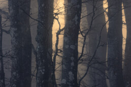 Troncs d'arbres dans une ambiance brumeuse