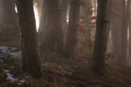 Troncs d'arbres dans une ambiance brumeuse