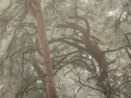 Troncs d'arbres dans une ambiance brumeuse