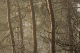 Troncs d'arbres dans une ambiance brumeuse