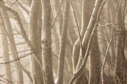 troncs d'arbres entortillés les uns dans les autres