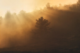 Rayons du soleil traversant la brume et éclairant un arbre isolé