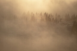 Ambiance brumeuse hivernale dans les Vosges