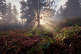 Soleil dont les rayons se diffusent derrière un grand sapin dans le massif vosgien