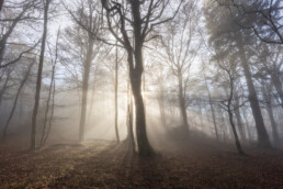 Rayons du soleil qui traversent la brume dans une forêt vosgienne