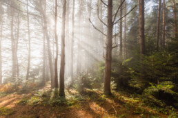 Rayons du soleil qui traversent la brume dans une forêt vosgienne