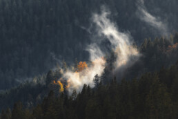 Nuages accrochés aux arbres dans le massif vosgien