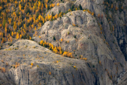 Mélèzes sur une surface rocheuse dans les Alpes