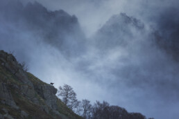 Chamois dressé sur un monticule dans les Vosges