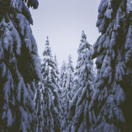 Sapins enneigés dans une forêt vosgienne