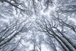Sommets des arbres dans une hêtraie vosgienne