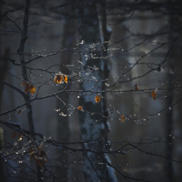 Feuilles isolées accrochées à des branches gelées dans les Vosges