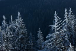 Sapins enneigés se démarquant de la forêt vosgienne