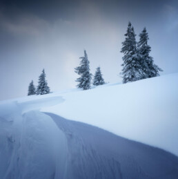 Sapins isolés sur une crête enneigée dans les Vosges