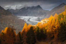 Mélèzes oranges au premier plan du glacier d'Aletsch en Suisse