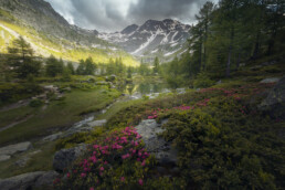 Lac dans un cadre verdoyant dans les Alpes italiennes